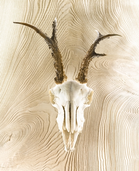 Photograph Louisa Parry Louisaparry_bones2 on One Eyeland